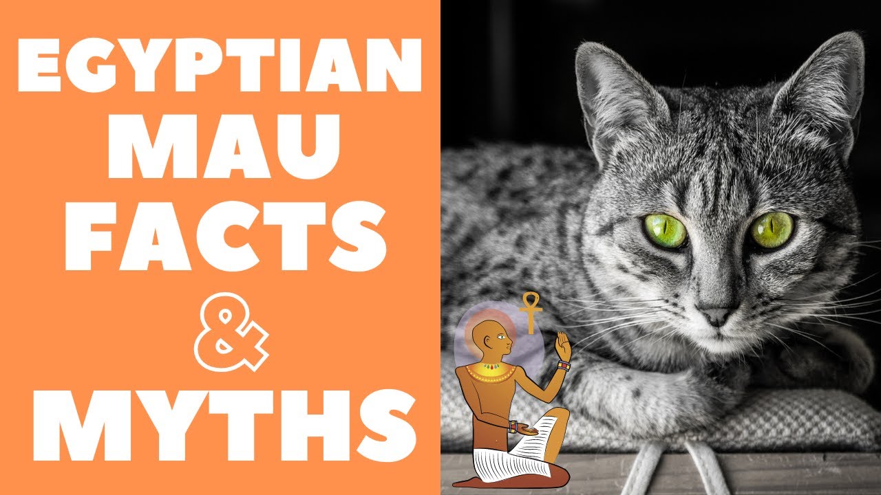Egyptian Mau Cats 101 : Fun Facts & Myths