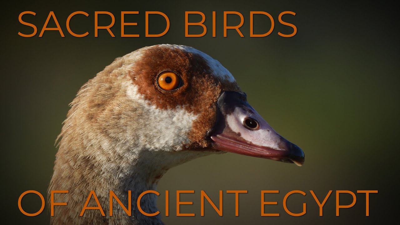 Egyptian Geese - Sacred Birds of Egyptian Mythology.